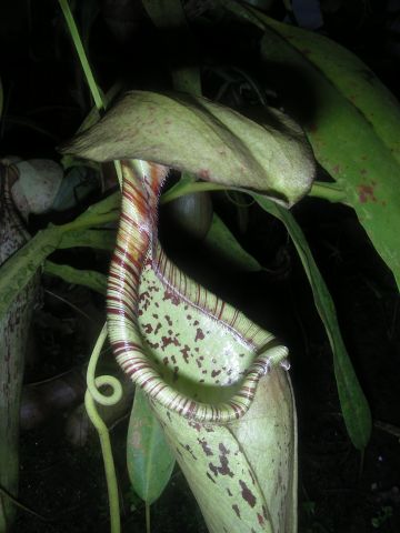 Nepenthes 'Mizuho'