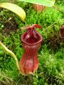 Nepenthes lowii × ventricosa