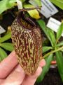 Nepenthes maxima × aristolochioides