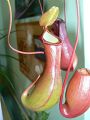 Nepenthes alata × ventricosa - (Nepenthes × ventrata)