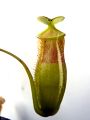 Nepenthes ventricosa × (dubia × singalana)
