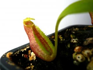 Nepenthes bongso