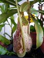 Nepenthes mirabilis × (Nepenthes gracilis × khasiana)
