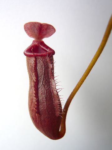 Nepenthes ventricosa × (macrophylla × lowii)