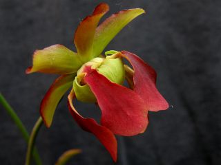 Sarracenia rubra subsp. rubra