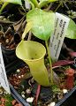 Nepenthes campanulata