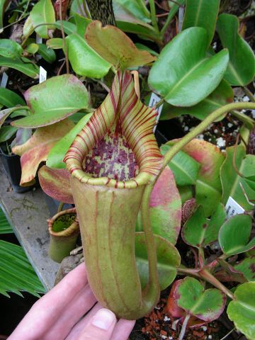 Nepenthes truncata - vysokohorský typ