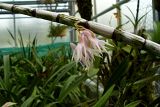 Dendrobium amethystoglossum