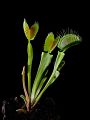 Dionaea muscipula "Low giant"