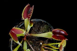 Dionaea muscipula "Red line"
