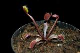 Dionaea muscipula 'Royal Red'