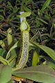 Nepenthes platychila