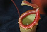 Nepenthes ventricosa × inermis