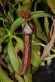 Nepenthes copelandii