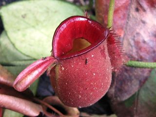 Nepenthes ampullaria "William’s Red"