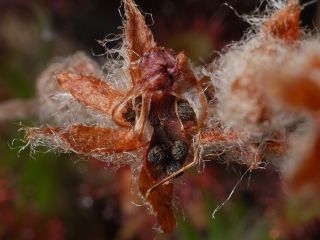 Drosera lasiantha - semínka v semeníku