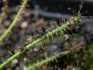 Drosera filiformis × intermedia