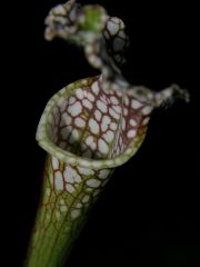 Sarracenia leucophylla
