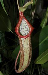 Nepenthes "Miranda"