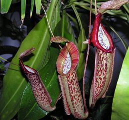 Nepenthes "Miranda"