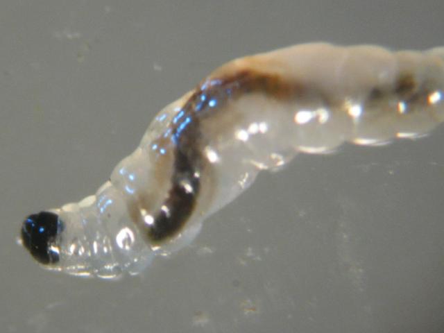 smutnice - larva