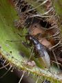 Pameridea roridulae na listu Roridula gorgonias