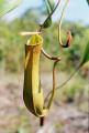 Nepenthes eustachya × albomarginata