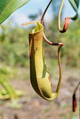 Nepenthes eustachya × albomarginata