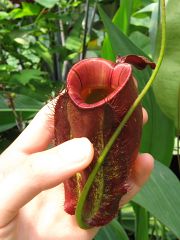 Nepenthes ampullaria "Cantley's Red"