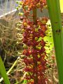 Nepenthes ventricosa - samčí květ