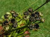 Dionaea muscipula - dozrávající semeníky