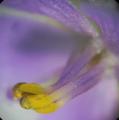 Byblis liniflora - detail květu