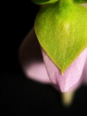 Utricularia calycifida 'Asenath Waite' - detail květu