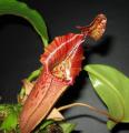 Nepenthes maxima × veitchii