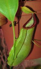 Nepenthes spathulata