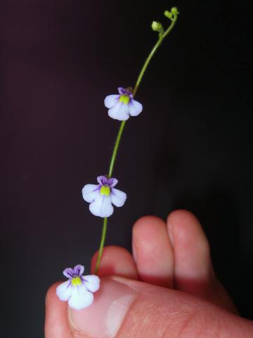 Genlisea lobata × violacea