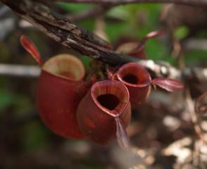 Nepenthes ampullaria "red form"