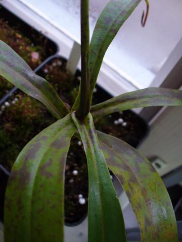 Nepenthes ventricosa × talangensis