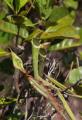 Nepenthes albomarginata 
