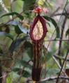 Nepenthes faizaliana