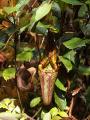 Nepenthes hurrelliana