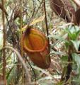 Nepenthes rajah × villosa