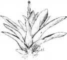 Catopsis berteroniana