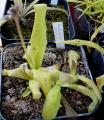Pinguicula longifolia