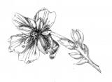 Dionaea muscipula - květ