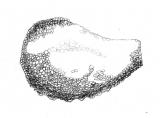 Sarracenia rubra - semínko
