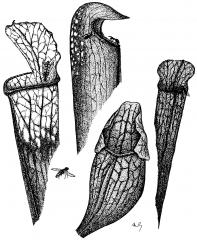 Různé tvary pastí Sarracenia sp.