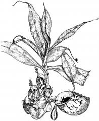 Celkový vzhled rostliny Nepenthes ampullaria