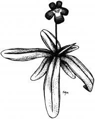 Pinguicula longifolia patří do skupiny tučnic, které tvoří přezimovací pupeny