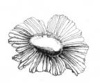 Roridula gorgonias - semínko
